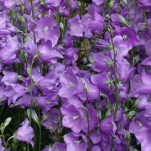 6 x campanule à feuilles de pêcher - campanula persicifolia 'telham beauty' -