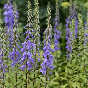 6 x campanule pyramidale - campanula pyramidalis  - godet 9x9 cm