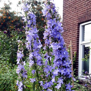 6 x campanule pyramidale - campanula pyramidalis  - godet 9x9 cm