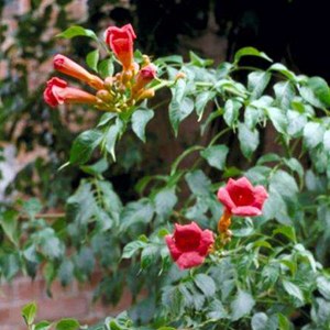 2 x trompette de virginie  - campsis radicans 'flamenco'  - 50-60 cm pot
