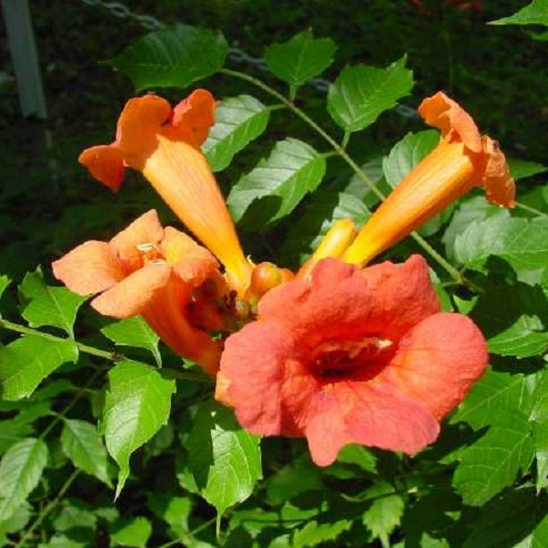 Arborix - 2 x trompette de virginie  - campsis radicans 'flamenco'  - 50-60 cm pot