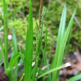 6 x laîche des bois - carex sylvatica  - godet 9x9 cm