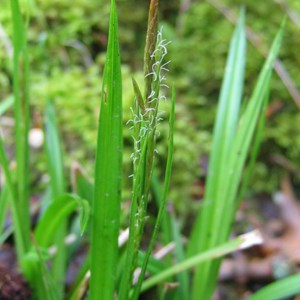 6 x laîche des bois - carex sylvatica  - godet 9x9 cm