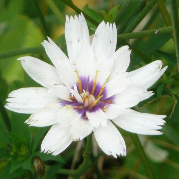 6 x cupidone - catananche caerulea 'alba' - godet 9x9 cm