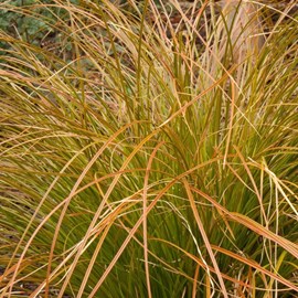 6 x laîche orange - carex testacea  - godet 9x9 cm