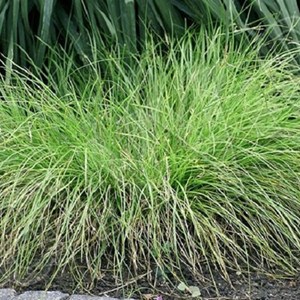 Laîche umbrosa - carex umbrosa  - godet 9x9 cm