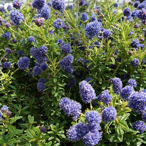 2 x lilas de californie  - ceanothus 'blue diamond'  - 30-40 cm pot