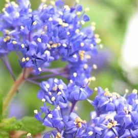 2 x lilas de californie  - ceanothus 'blue diamond'  - 30-40 cm pot