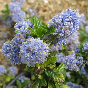 2 x lilas de californie  - ceanothus 'blue mound'  - 30-40 cm pot