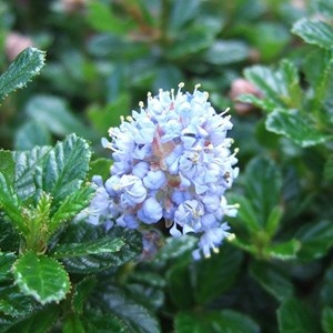 Lilas de californie  - ceanothus 'blue mound'  - 40-50 cm pot