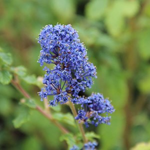 2 x lilas de californie  - ceanothus 'burkwoodii'  - 30-40 cm pot