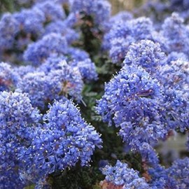 2 x lilas de californie  - ceanothus 'burkwoodii'  - 30-40 cm pot