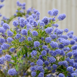 2 x lilas de californie  - ceanothus 'concha'  - 30-40 cm pot
