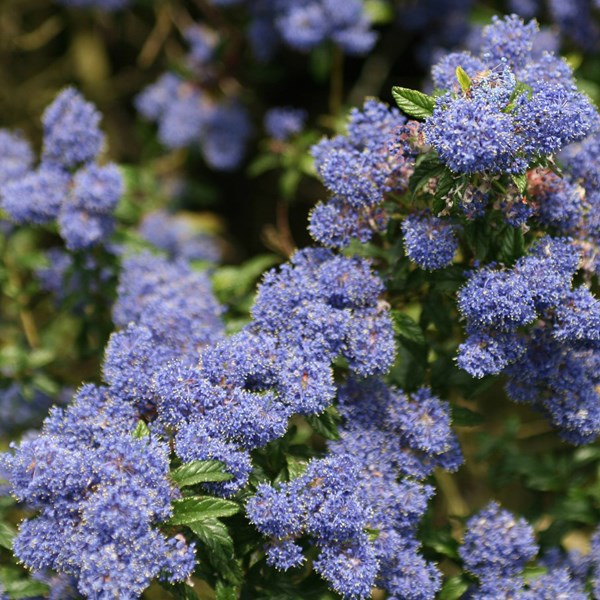 2 x lilas de californie - ceanothus 'concha' - 30-40 cm pot