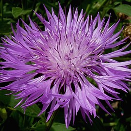 6 x centaurée rose - centaurea dealbata  - godet 9x9 cm