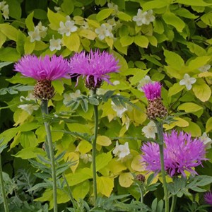 6 x centaurée rose - centaurea dealbata  - godet 9x9 cm