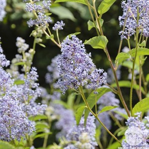 2 x céanothe  - ceanothus 'gloire de versailles'  - 40-50 cm pot