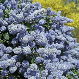 2 x céanothe  - ceanothus 'gloire de versailles'  - 40-50 cm pot