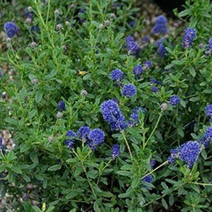 2 x lilas de californie  - ceanothus 'edinburgh'  - 30-40 cm pot