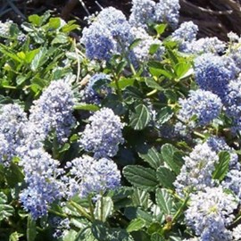 2 x lilas de californie  - ceanothus 'edinburgh'  - 30-40 cm pot