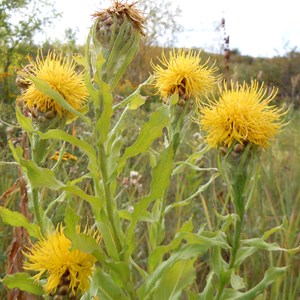 6 x centaurée à grosses têtes - centaurea macrocephala  - godet 9x9 cm