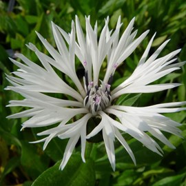 6 x centaurée montana  - centaurea montana 'alba'  - godet 9x9 cm