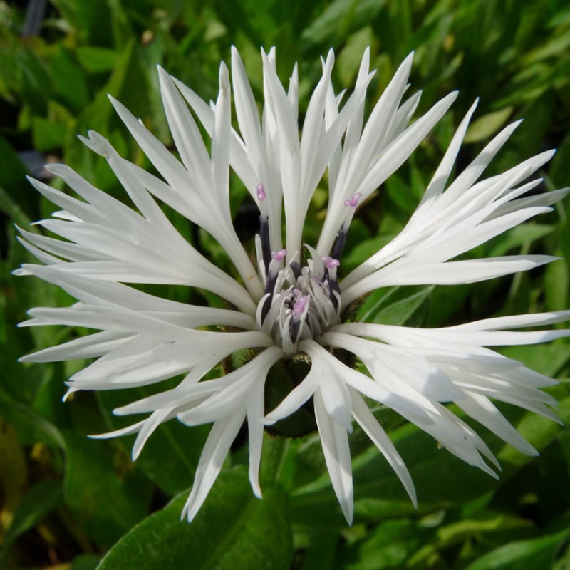 6 x centaurée montana - centaurea montana 'alba' - godet 9x9 cm