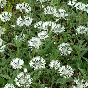 6 x centaurée montana  - centaurea montana 'alba'  - godet 9x9 cm