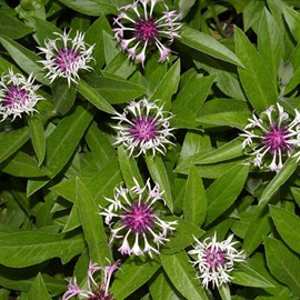 6 x bleuet  - centaurea montana 'coerulea'  - godet 9x9 cm