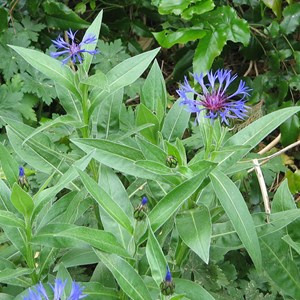 6 x bleuet  - centaurea montana 'coerulea'  - godet 9x9 cm