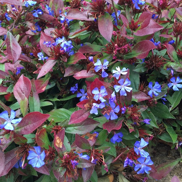 Arborix - 6 x plumbago de chine - ceratostigma plumbaginoides  - godet 9x9 cm
