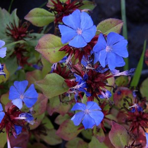 6 x plumbago de chine - ceratostigma plumbaginoides  - godet 9x9 cm