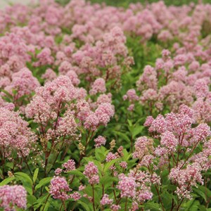 2 x céanothe caduc ® - ceanothus pallidus 'marie rose'  - 40-50 cm pot