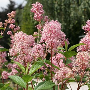 2 x céanothe caduc  - ceanothus pallidus 'marie simon'  - 40-50 cm pot