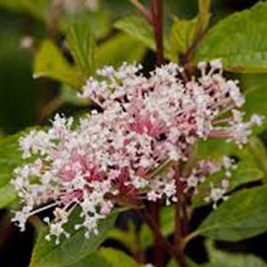 2 x céanothe caduc  - ceanothus pallidus 'marie simon'  - 40-50 cm pot