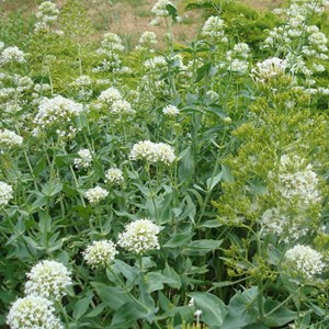 6 x valériane  - centranthus ruber 'albus'  - godet 9x9 cm