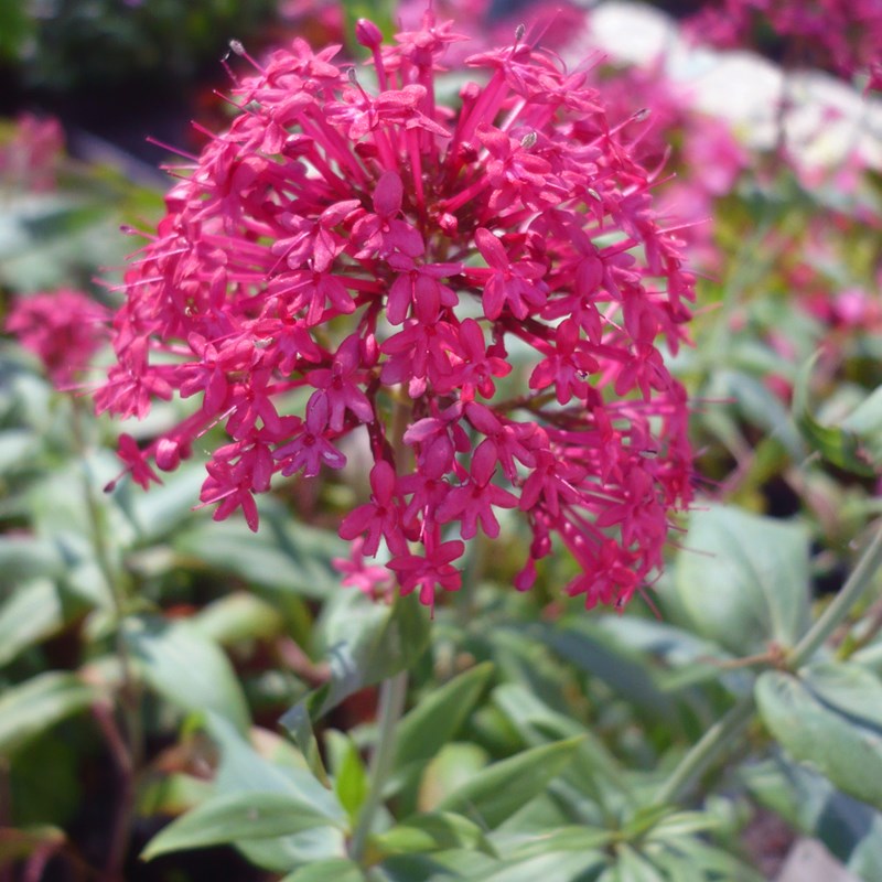 Arborix - 6 x valériane - centranthus ruber 'coccineus' - godet 9x9 cm