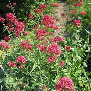 6 x valériane  - centranthus ruber 'coccineus'  - godet 9x9 cm