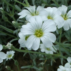 6 x oreille de souris  - cerastium tomentosum 'columnae'  - godet 9x9 cm