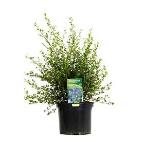 2 x lilas de californie  - ceanothus impressus 'victoria'  - 30-40 cm pot