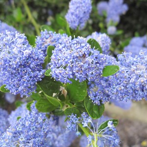 2 x lilas de californie  - ceanothus impressus 'victoria'  - 30-40 cm pot