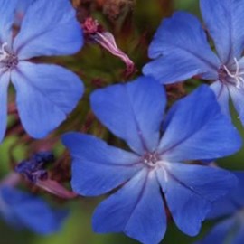 6 x plumbago de willmott - ceratostigma willmottianum  - godet 9x9 cm