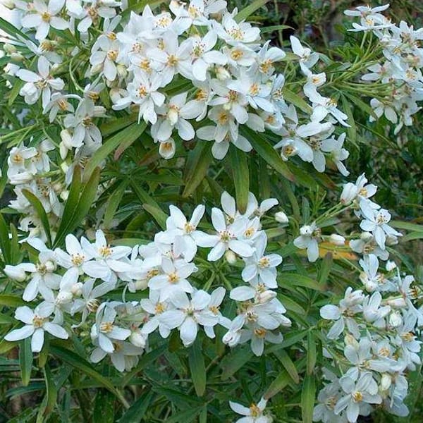 Arborix - Oranger du mexique  - choisya 'aztec pearl'  - 40-50 cm pot