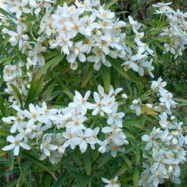 Oranger du mexique  - choisya 'aztec pearl'  - 50-60 cm pot