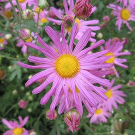 6 x marguerite d'automne  - chrysanthemum 'clara curtis'  - godet 9x9 cm