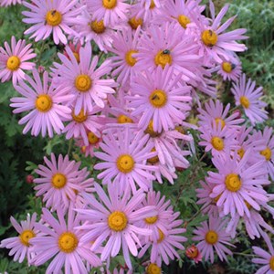6 x marguerite d'automne  - chrysanthemum 'clara curtis'  - godet 9x9 cm