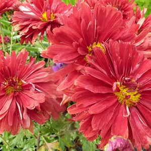 6 x marguerite d'automne - chrysanthemum 'duchess of edinburgh' - godet 9x9 cm