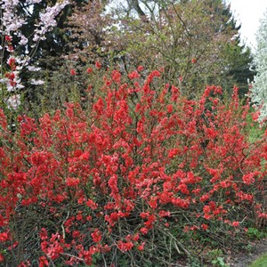 2 x cognassier du japon  - chaenomeles japonica 'sargentii'  - 30-40 cm pot