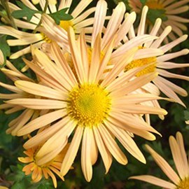6 x marguerite d'automne  - chrysanthemum 'mary stoker'  - godet 9x9 cm