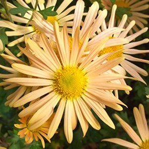 6 x marguerite d'automne  - chrysanthemum 'mary stoker'  - godet 9x9 cm